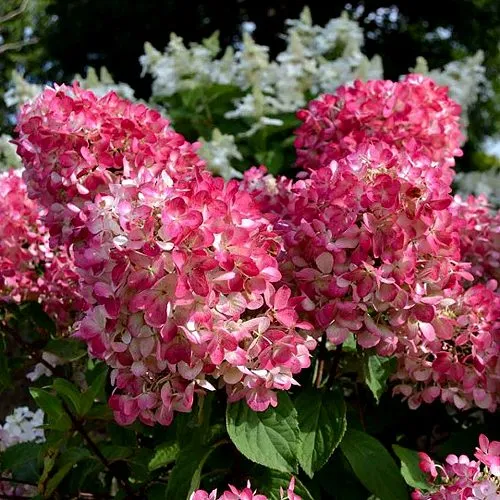 Гортензия ПИНК ДАЙМОНД метельчатая  Гортензия ПИНК ДАЙМОНД метельчатая в Санкт-Петербурге