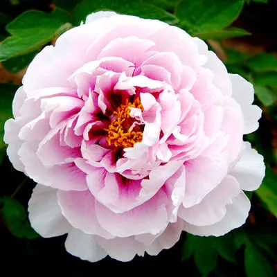 Пион ПЕРСИК ПОД СНЕГОМ древовидный  Пион ПЕРСИК ПОД СНЕГОМ древовидный в Санкт-Петербурге