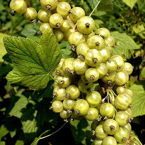 Смородина зеленоплодная СНЕЖНАЯ КОРОЛЕВА  Смородина зеленоплодная СНЕЖНАЯ КОРОЛЕВА в Санкт-Петербурге