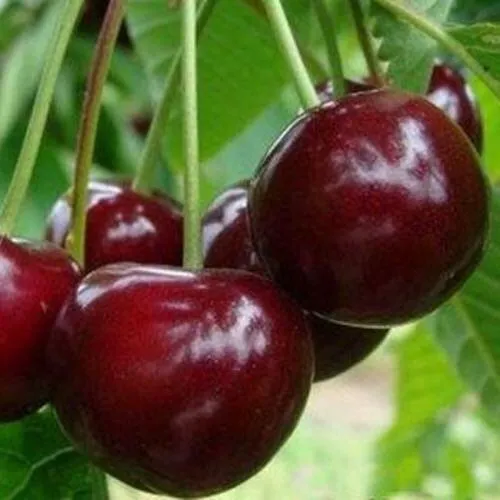 Вишня МИЛАВИЦА  Вишня МИЛАВИЦА в Санкт-Петербурге