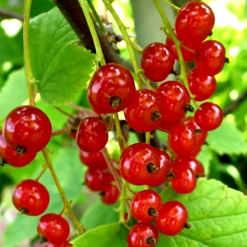 Смородина красная КОРАЛЛОВАЯ  Смородина красная КОРАЛЛОВАЯ в Санкт-Петербурге