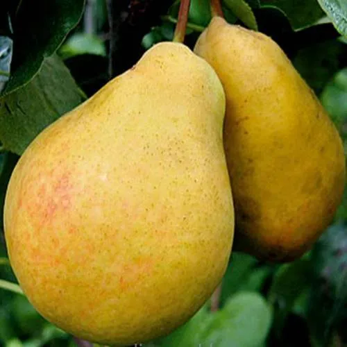 груша летняя.jpg
