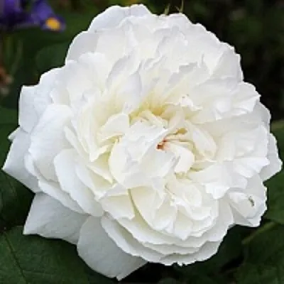 Саженцы роз ВИНЧЕСТЕР КАФЕДРАЛ английская  Саженцы роз ВИНЧЕСТЕР КАФЕДРАЛ английская в Санкт-Петербурге