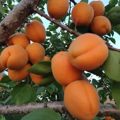 Абрикос ГОЛД РИЧ в Санкт-Петербурге