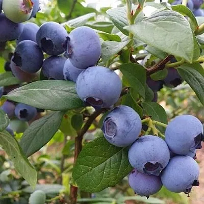 Голубика БЛЮГОЛД  Голубика БЛЮГОЛД в Санкт-Петербурге