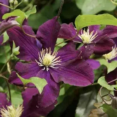 Клематис ГЕРОИ ВАРШАВЫ  Клематис ГЕРОИ ВАРШАВЫ в Санкт-Петербурге