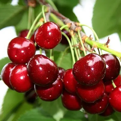 Черешня МИНЧАНКА в Санкт-Петербурге