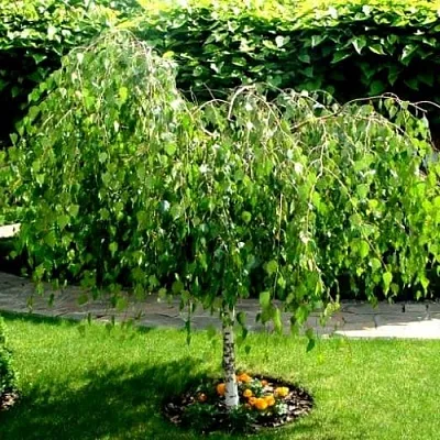 Береза в Санкт-Петербурге