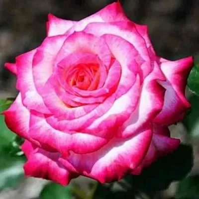 Саженцы роз АРИФА флорибунда  Саженцы роз АРИФА флорибунда в Санкт-Петербурге