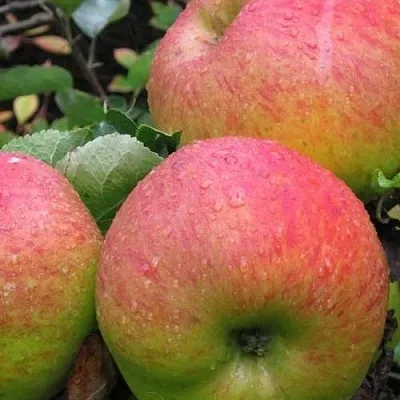 Яблоня ЯБЛОЧНЫЙ СПАС  Яблоня ЯБЛОЧНЫЙ СПАС в Санкт-Петербурге