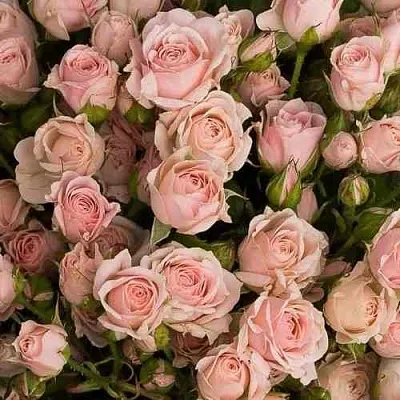 Саженцы роз ОДИЛЛИЯ спрей  Саженцы роз ОДИЛЛИЯ спрей в Санкт-Петербурге