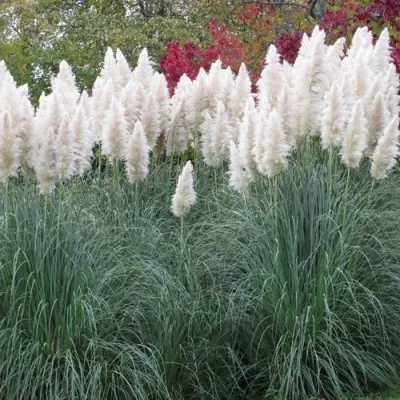 Кортадерия белая (пампасная трава) в Санкт-Петербурге