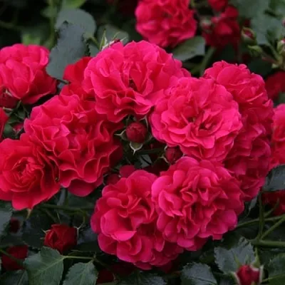 Саженцы роз РАДОСТЬ САДОВНИКА (ГАРТЕН ФРОЙДЕ) почвопокровная  Саженцы роз РАДОСТЬ САДОВНИКА (ГАРТЕН ФРОЙДЕ) почвопокровная в Санкт-Петербурге