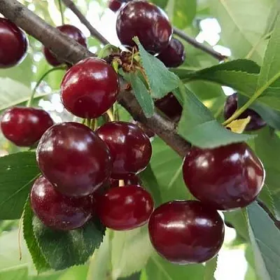 Дюк СЛАВЯНКА в Санкт-Петербурге