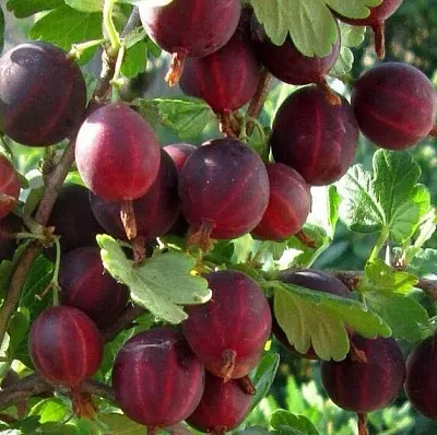 Крыжовник ХИННОМАКИ РОТ  Крыжовник ХИННОМАКИ РОТ в Санкт-Петербурге