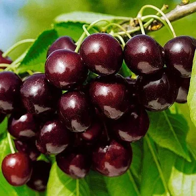 Черешня ВИТЯЗЬ в Санкт-Петербурге