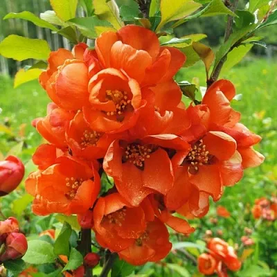 Айва японская  Айва японская в Санкт-Петербурге