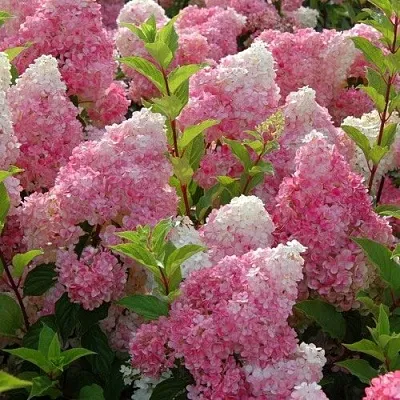 Гортензия МЕЛЬБА ФРАЙЗ метельчатая  Гортензия МЕЛЬБА ФРАЙЗ метельчатая в Санкт-Петербурге