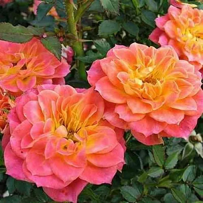 Саженцы роз МАНДАРИН миниатюрная  Саженцы роз МАНДАРИН миниатюрная в Санкт-Петербурге