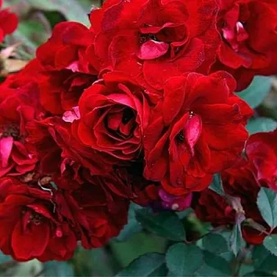 Саженцы роз ЧАМПЛЕЙН флорибунда  Саженцы роз ЧАМПЛЕЙН флорибунда в Санкт-Петербурге