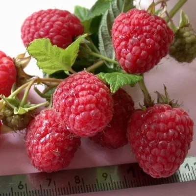 Малина ПРИМАРА — описание сорта Малина ПРИМАРА в Санкт-Петербурге