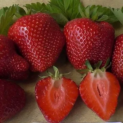 Клубника САНДРА  Клубника САНДРА в Санкт-Петербурге