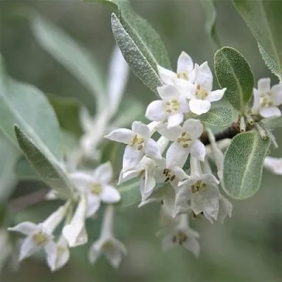ЛОХ СЕРЕБРИСТЫЙ  ЛОХ СЕРЕБРИСТЫЙ в Санкт-Петербурге