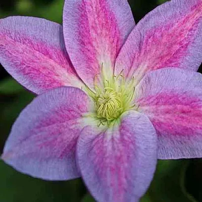 Клематис ЧЕЙНДЖ ОФ ХАРТ  Клематис ЧЕЙНДЖ ОФ ХАРТ в Санкт-Петербурге