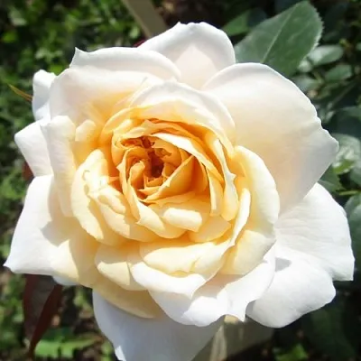 Саженцы роз ЛИОНС РОУЗ флорибунда  Саженцы роз ЛИОНС РОУЗ флорибунда в Санкт-Петербурге