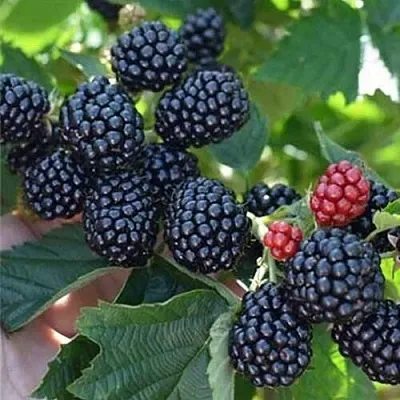 Ежевика ПОЛАР бесшипная  Ежевика ПОЛАР бесшипная в Санкт-Петербурге