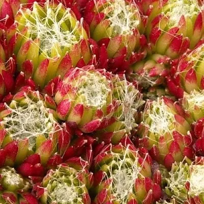 Молодило ХУКЕРА в Санкт-Петербурге