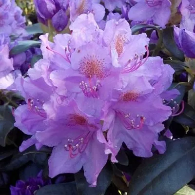 Рододендрон  Рододендрон в Санкт-Петербурге