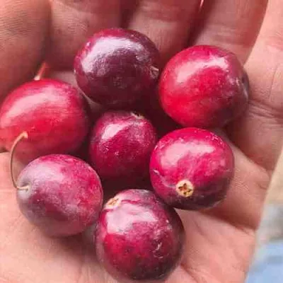 Клюква БАИН 6  Клюква БАИН 6 в Санкт-Петербурге