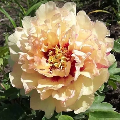 Пион КЕНАРИ БРИЛЛИАНТС ито-гибрид в Санкт-Петербурге