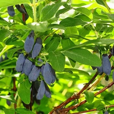 Жимолость съедобная ЛЕБЁДУШКА  Жимолость съедобная ЛЕБЁДУШКА в Санкт-Петербурге