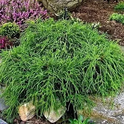 Кипарисовик ФИЛИФЕРА НАНА горохоплодный  Кипарисовик ФИЛИФЕРА НАНА горохоплодный в Санкт-Петербурге