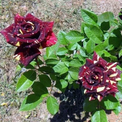 Саженцы роз АБРАКАДАБРА чайно-гибридная — описание сорта Саженцы роз АБРАКАДАБРА чайно-гибридная в Санкт-Петербурге