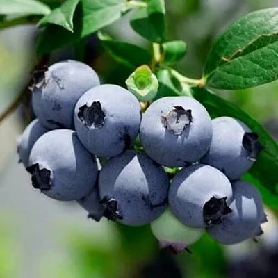 Голубика СИЕРРА  Голубика СИЕРРА в Санкт-Петербурге