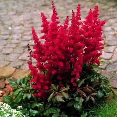 Астильба ГЛАТ Арендса — описание сорта Астильба ГЛАТ Арендса в Санкт-Петербурге