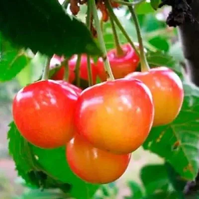 Черешня ДОНЧАНКА в Санкт-Петербурге