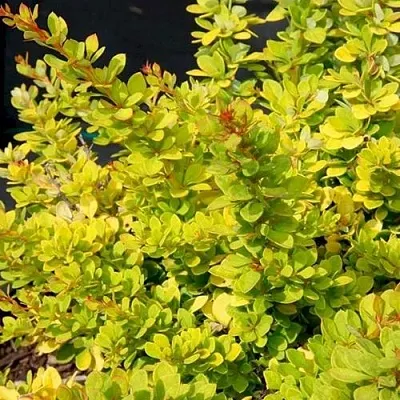 Барбарис СЕНСЕЙШЕН тунберга в Санкт-Петербурге