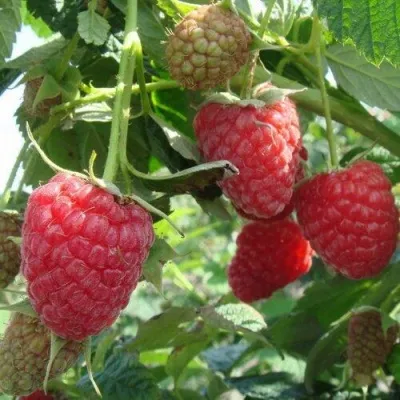 Малина КОЛОКОЛЬЧИК — описание сорта Малина КОЛОКОЛЬЧИК в Санкт-Петербурге