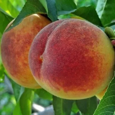 Персик НОВОСЕЛКОВСКИЙ — описание сорта Персик НОВОСЕЛКОВСКИЙ в Санкт-Петербурге