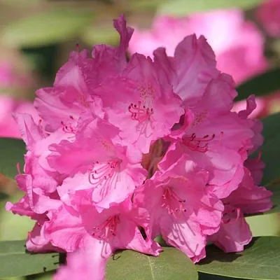 Рододендрон ЛУМИНА  Рододендрон ЛУМИНА в Санкт-Петербурге