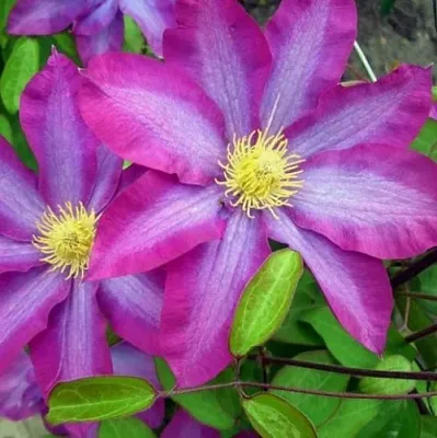 Клематис КАКИО  Клематис КАКИО в Санкт-Петербурге