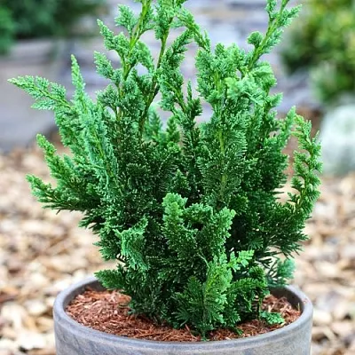 Кипарисовик ВИСЕЛЛИ лавсона  Кипарисовик ВИСЕЛЛИ лавсона в Санкт-Петербурге