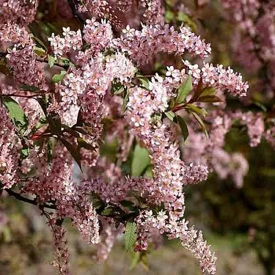 Черемуха НЕЖНОСТЬ  Черемуха НЕЖНОСТЬ в Санкт-Петербурге