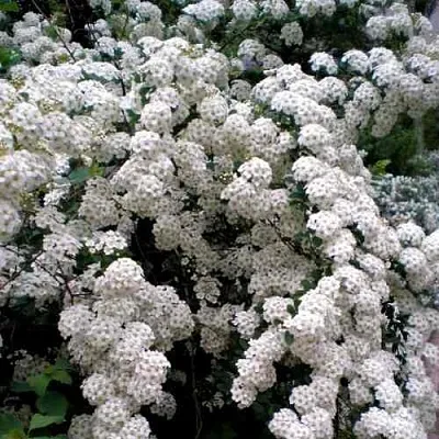 Спирея ВАНГУТТА  Спирея ВАНГУТТА в Санкт-Петербурге