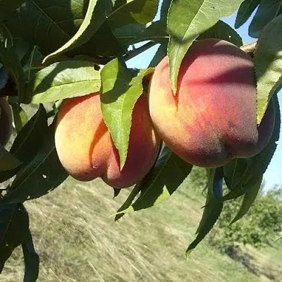 Персик СОФГАФЕН  Персик СОФГАФЕН в Санкт-Петербурге