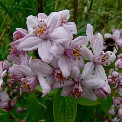 Дейция МОУНТ РОУЗ  Дейция МОУНТ РОУЗ в Санкт-Петербурге